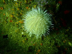 Echinus gilchristi