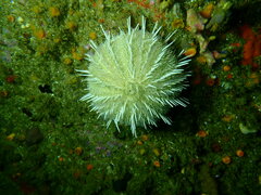 Echinus gilchristi