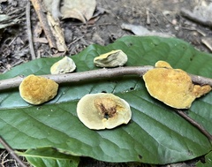 Phylloporia amplectens