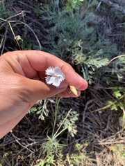 Dianthus fragrans