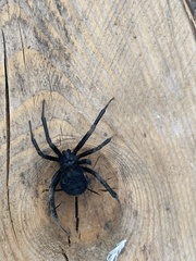 Latrodectus tredecimguttatus