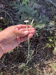Dianthus fragrans