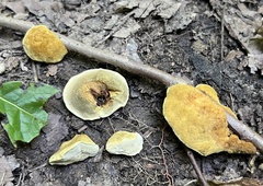 Phylloporia amplectens