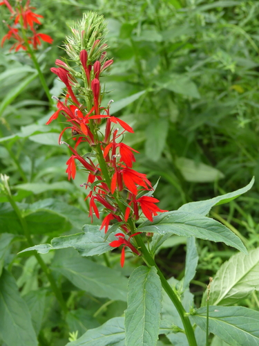 Cardinal Flower