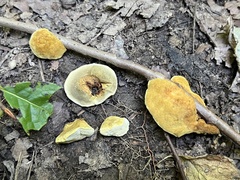 Phylloporia amplectens