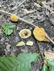 Phylloporia amplectens