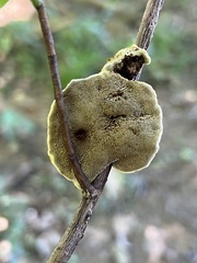 Phylloporia amplectens