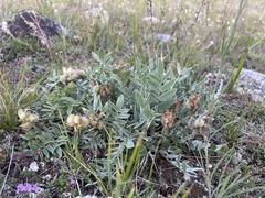 Oxytropis nitens