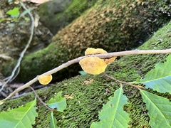 Phylloporia amplectens