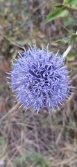 Echinops karatavicus