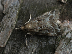 Eudonia pallida