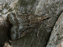 Eudonia pallida