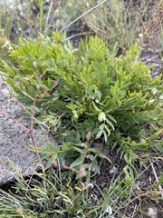 Oxytropis leucotricha