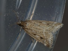 Eudonia pallida