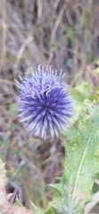Echinops karatavicus