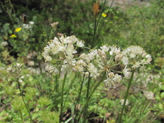 Allium denudatum