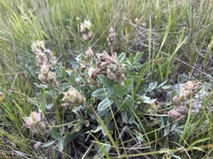 Oxytropis nitens