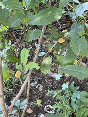 Phylloporia amplectens