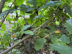 Phylloporia amplectens