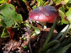 Russula