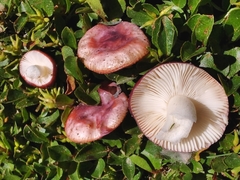 Russula