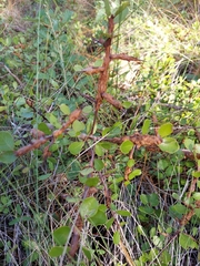 Sideroxylon rufohirtum
