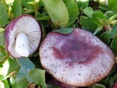 Russula