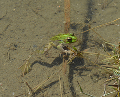 Pelophylax kurtmuelleri