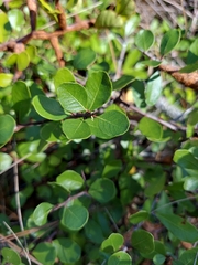 Sideroxylon rufohirtum