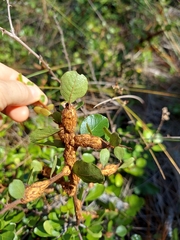 Sideroxylon rufohirtum
