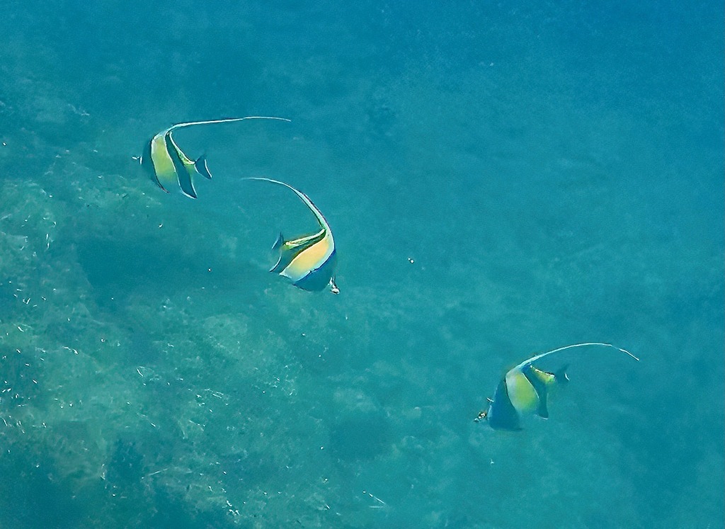 Moorish idol