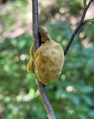 Phylloporia amplectens