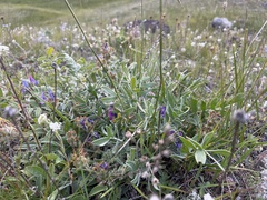 Oxytropis nitens