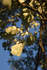 Populus