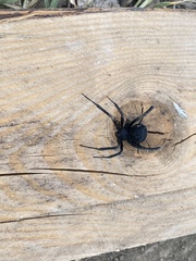 Latrodectus tredecimguttatus