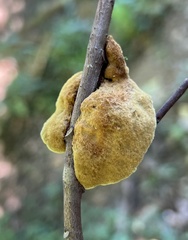 Phylloporia amplectens