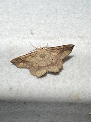 Euchlaena deplanaria