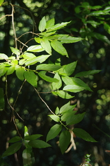 Lyonia ovalifolia