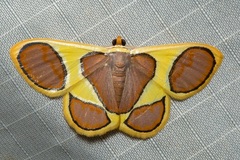 Plutodes cyclaria