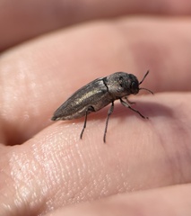 Nanularia cupreofusca