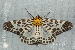 Pogonopygia nigralbata