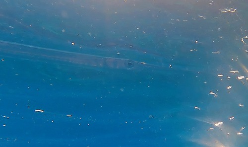 Keeltail needlefish