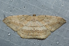 Eutoea heteroneurata