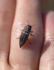 Nanularia cupreofusca