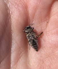 Nanularia cupreofusca