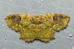 Yashmakia orsinephes