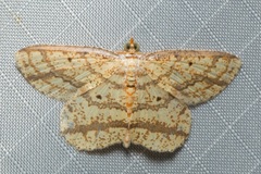 Synegia eumeleata