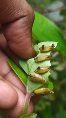 Podontia