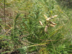 Dracocephalum austriacum