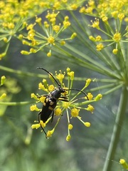 Typocerus lunulatus